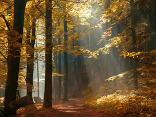 Autumn forest